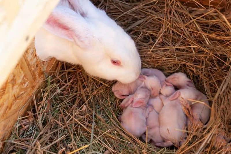 Red Eyes White Rabbit Fancy 1