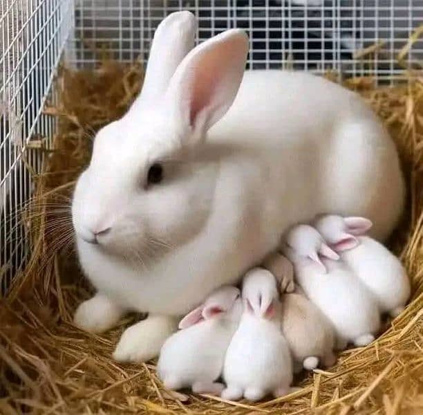 Red Eyes White Rabbit Fancy 2