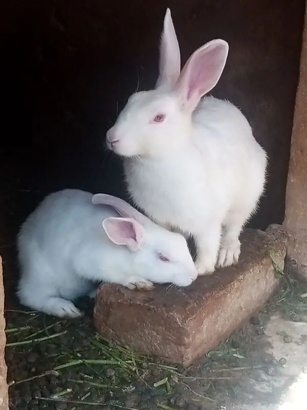 Red Eyes White Rabbit Fancy — photo 4