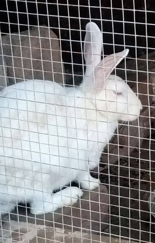Red Eyes White Rabbit Fancy 4
