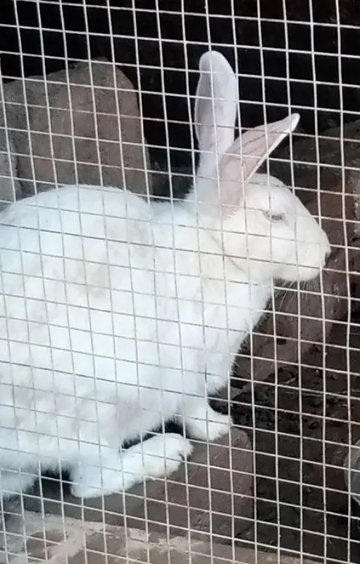 Red Eyes White Rabbit Fancy — photo 5