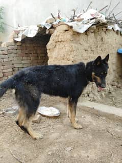 beljium shafirt.  age 3 year
