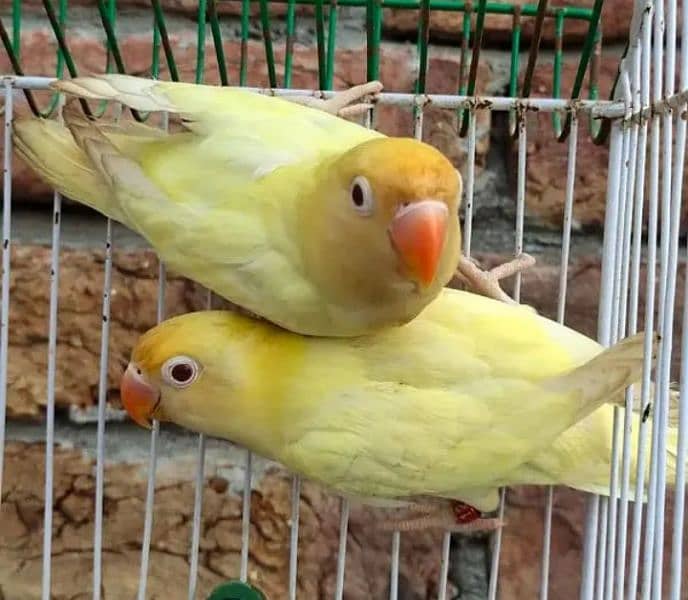 Crimino Decino Albino Split Albino Red Eyes Breeder pieces 1