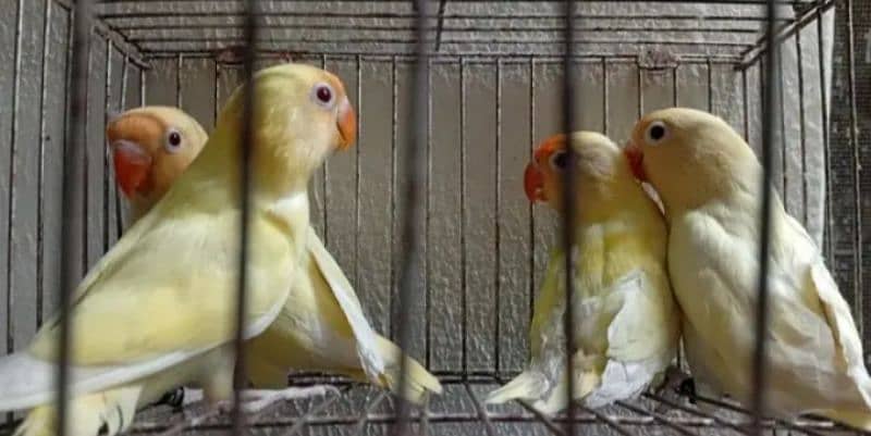 Crimino Decino Albino Split Albino Red Eyes Breeder pieces 3