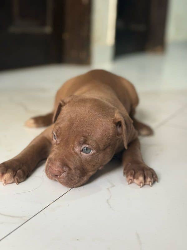 pitbul male and puppies available 0