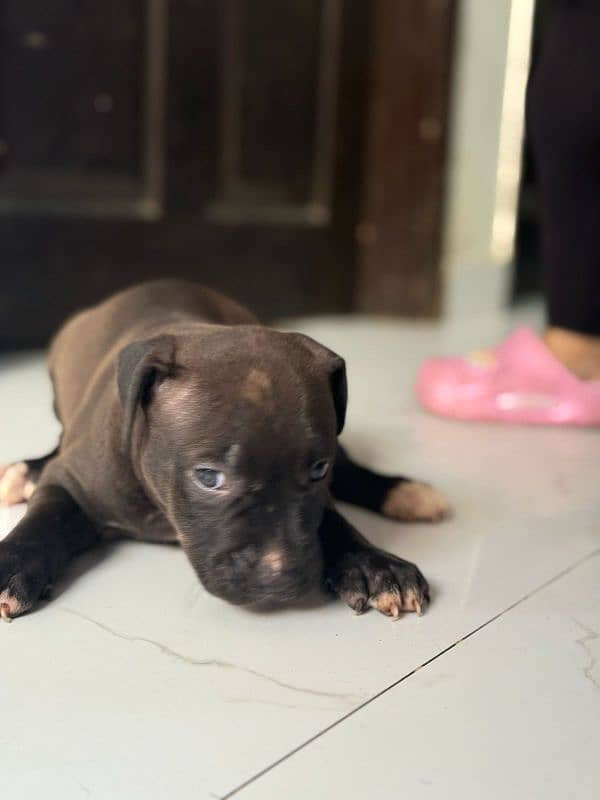 pitbul male and puppies available 1