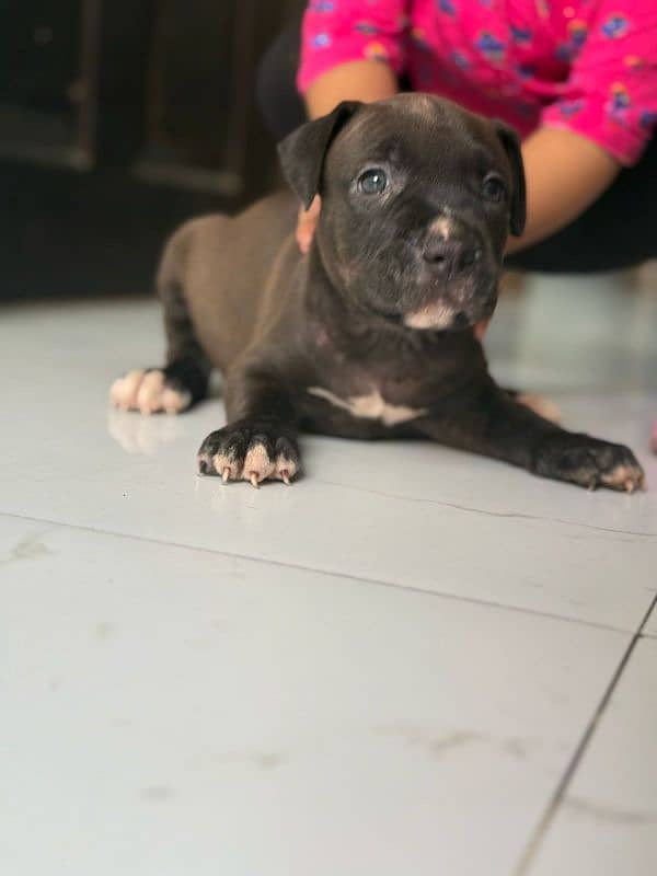pitbul male and puppies available 2