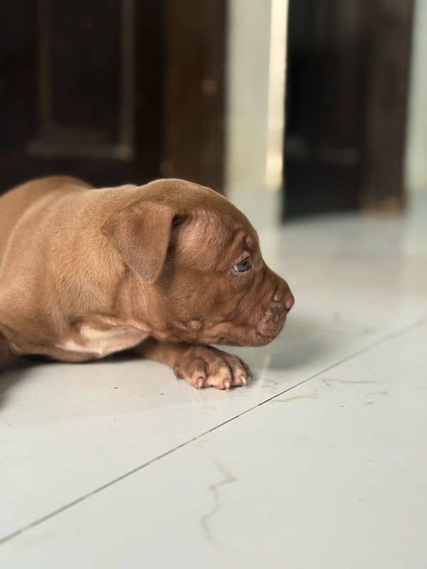 pitbul male and puppies available 3