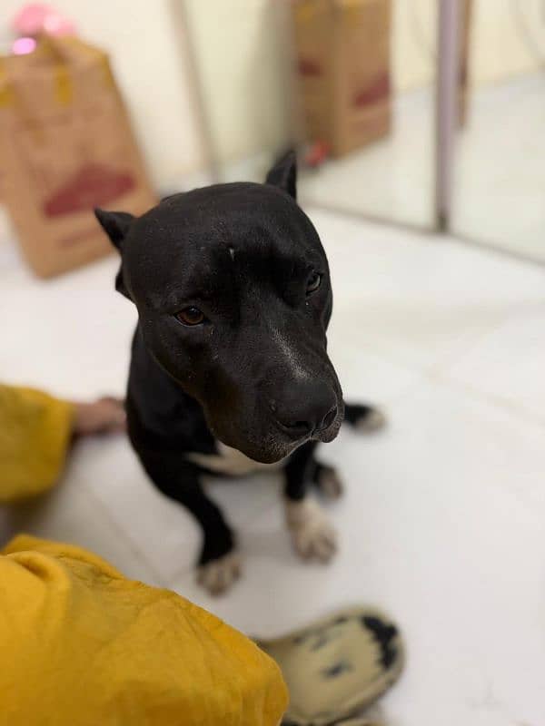 pitbul male and puppies available 5