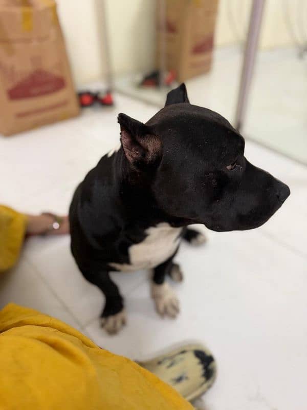 pitbul male and puppies available 6