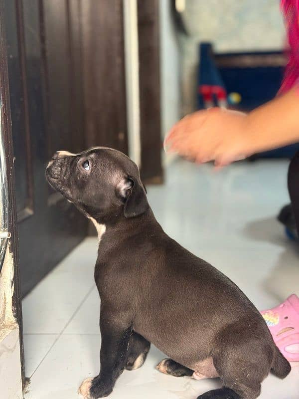 pitbul male and puppies available 7
