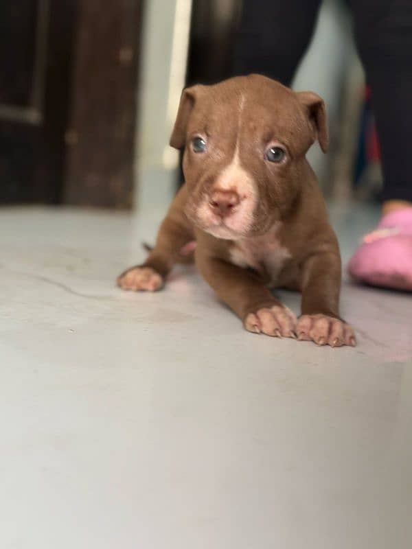pitbul male and puppies available 8