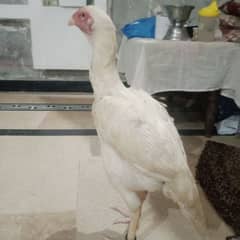 Heera
