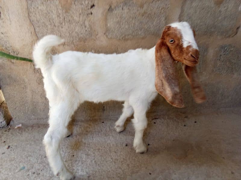 Bakra For Sale 0