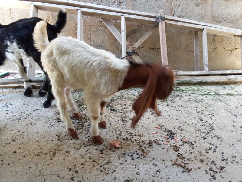 Bakra For Sale 1