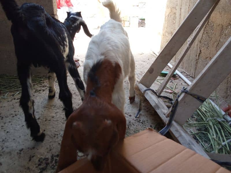 Bakra For Sale 4
