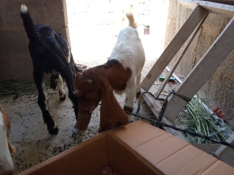 Bakra For Sale 7