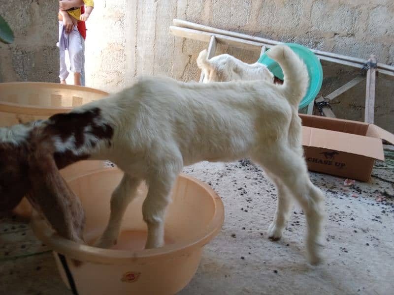 Bakra For Sale 10