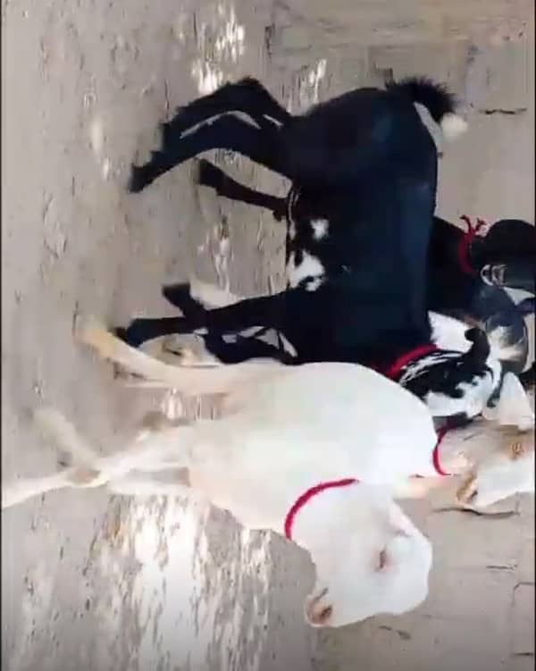 khassi bakray for sale 50 per bakra 0