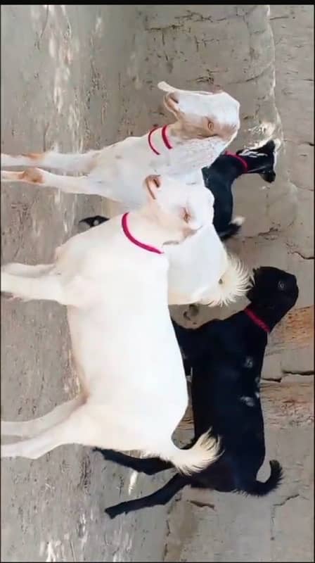 khassi bakray for sale 50 per bakra 1