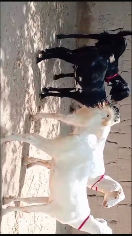 khassi bakray for sale 50 per bakra 2