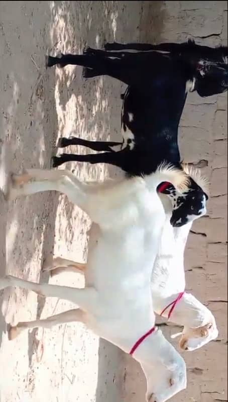 khassi bakray for sale 50 per bakra 3