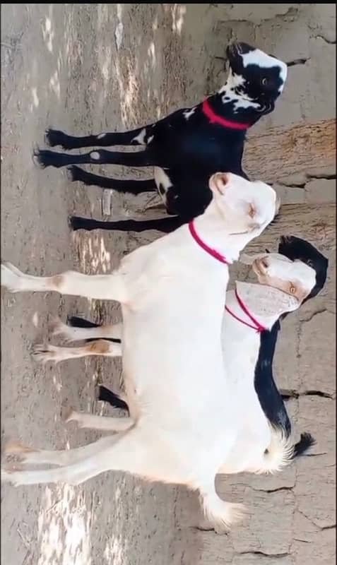 khassi bakray for sale 50 per bakra 4