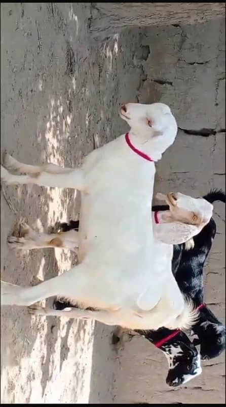 khassi bakray for sale 50 per bakra 5