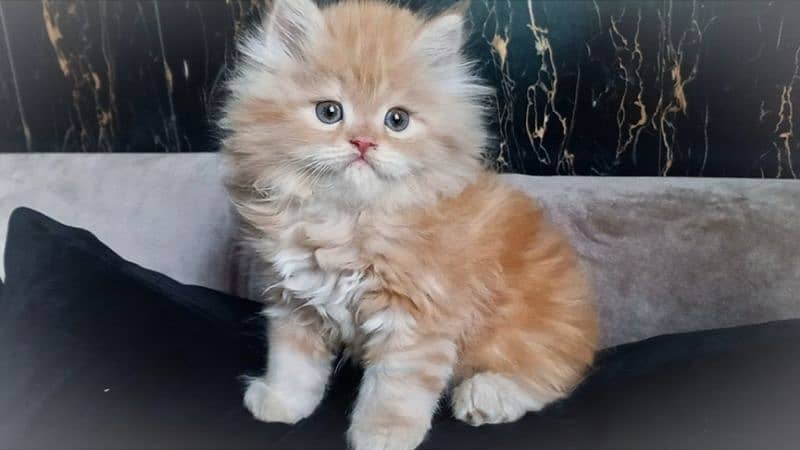 Persian Top Quality kittens 0