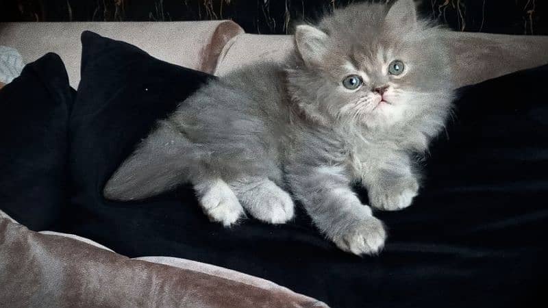 Persian Top Quality kittens 1