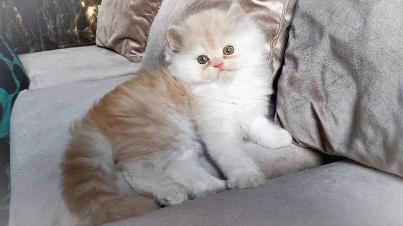 Persian Top Quality kittens 2