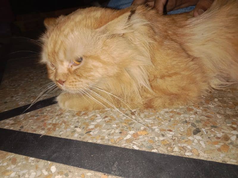 Persian cat all healthy vaccinated triple coat brown master breeder 2
