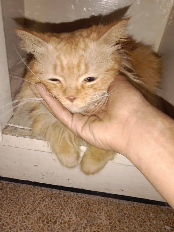 Persian cat all healthy vaccinated triple coat brown master breeder 3