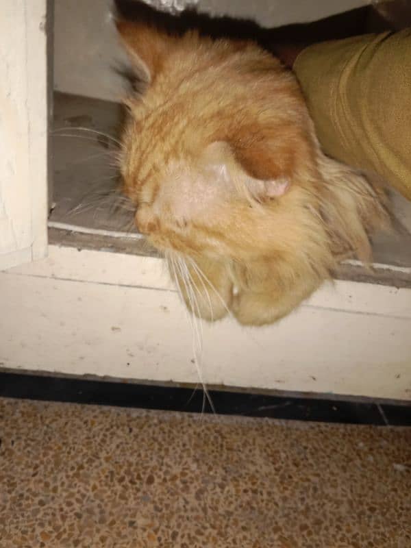 Persian cat all healthy vaccinated triple coat brown master breeder 1