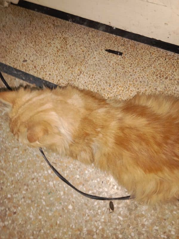 Persian cat all healthy vaccinated triple coat brown master breeder 0