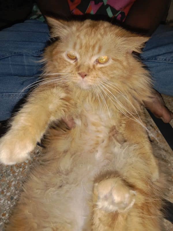 Persian cat all healthy vaccinated triple coat brown master breeder 4