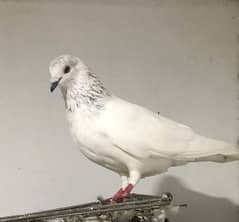 Pigeon for sale