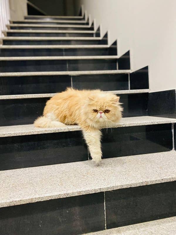 Peki or punch face stud male 0