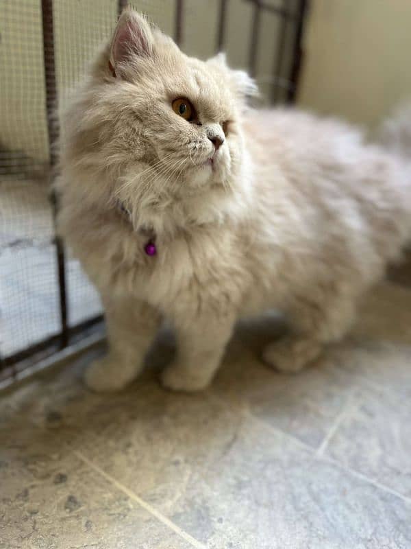 Peki or punch face stud male 1