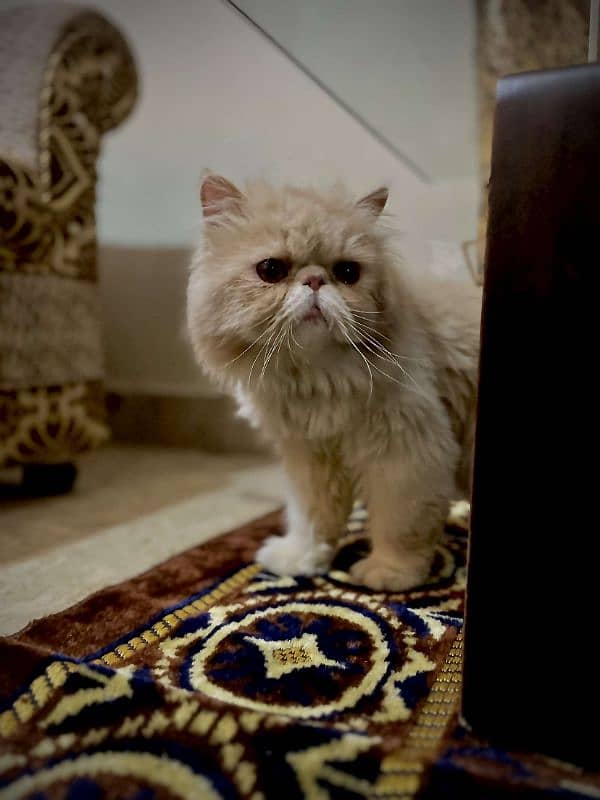 Peki or punch face stud male 2