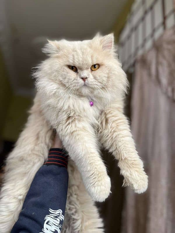 Peki or punch face stud male 3
