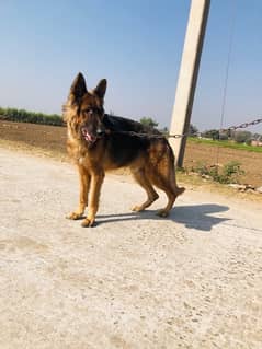 pure german shepherd show class