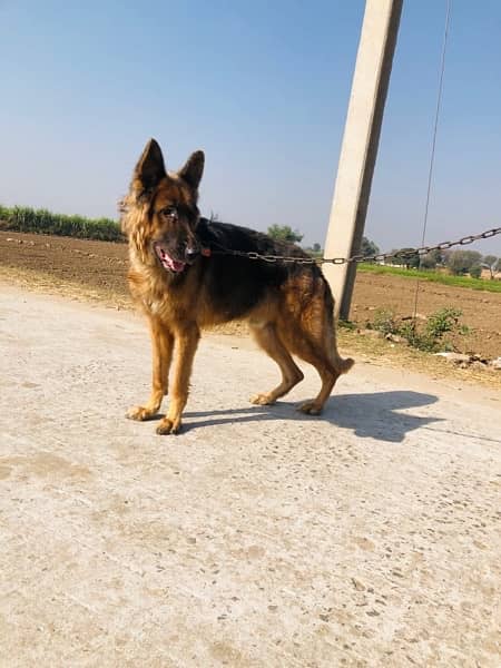 pure german shepherd show class 1