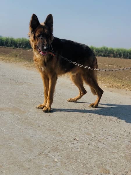 pure german shepherd show class 2