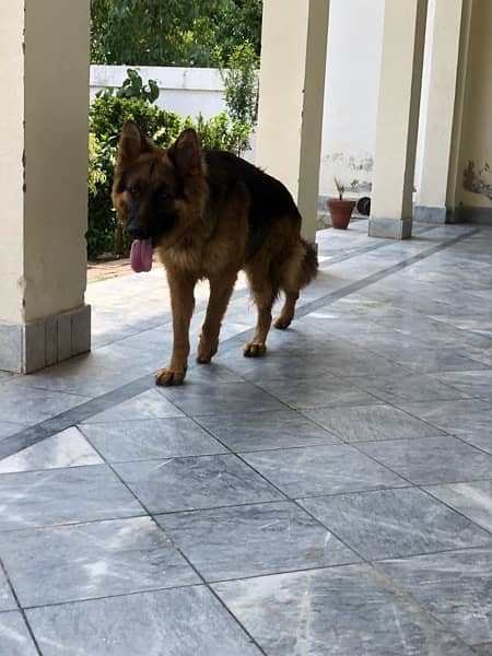 pure german shepherd show class 3