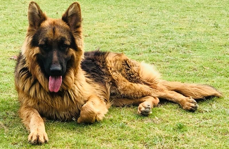 pure german shepherd show class 4