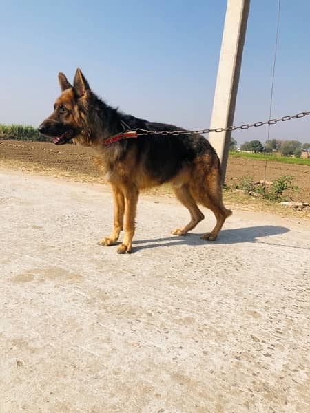 pure german shepherd show class 5