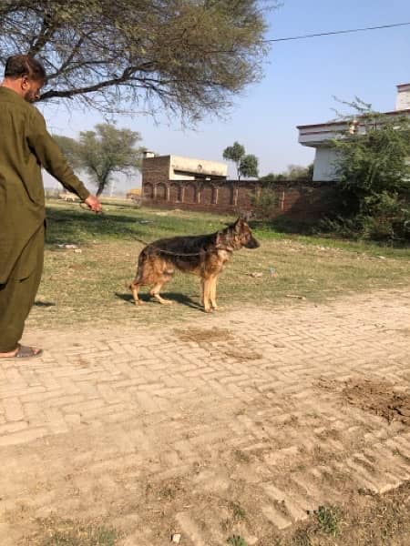pure german shepherd show class 6