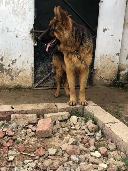 pure german shepherd show class 7