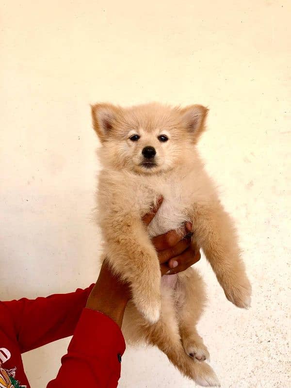 Pomeranian puppies 0